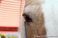 /album/animaux/photo-060-jpg/